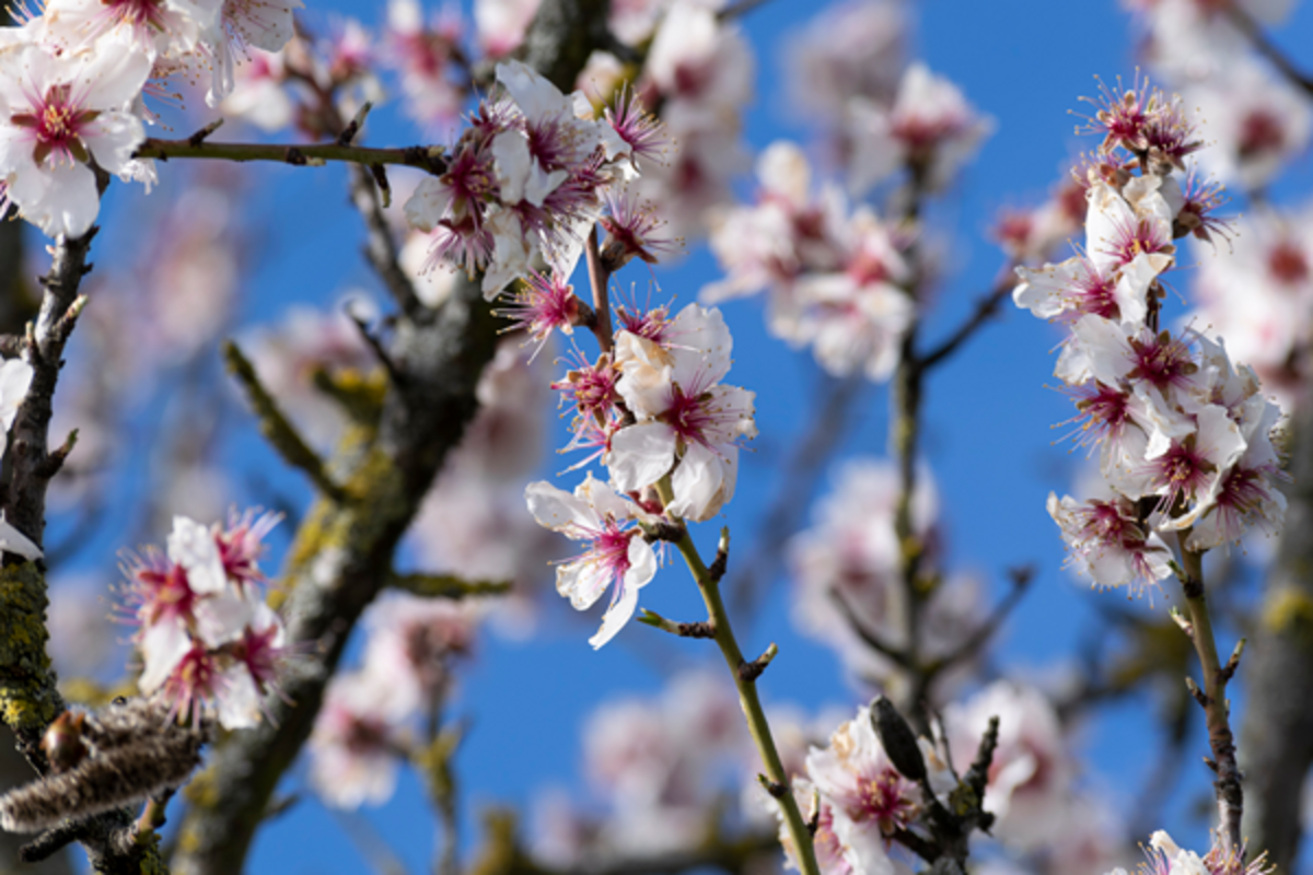 Bild - Mandelblüten | © Weingut Scholler