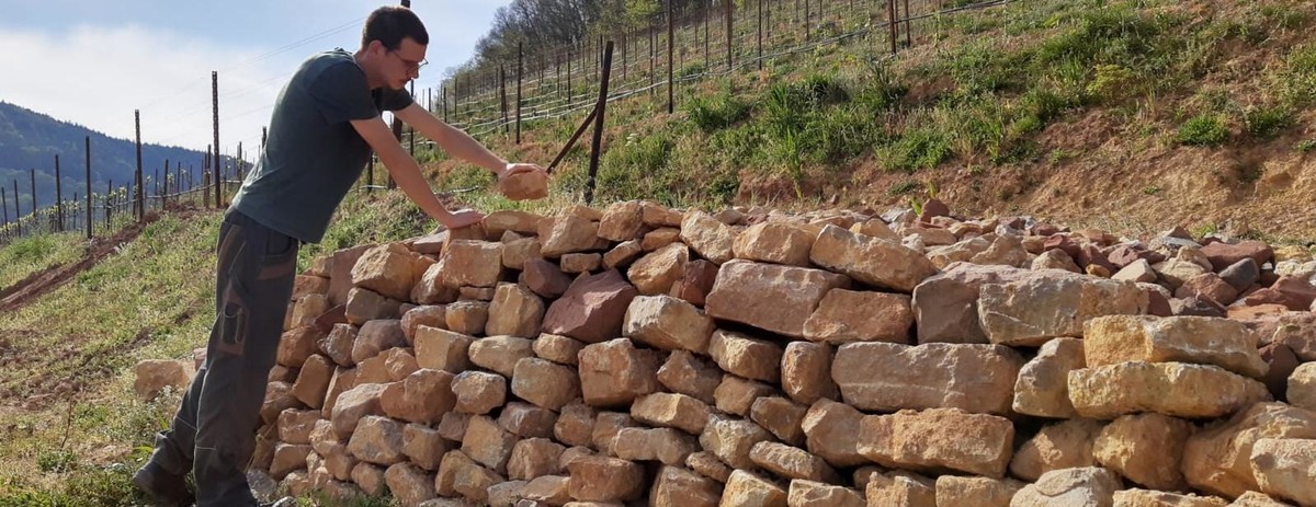 Bild - Am Steinriegel Jakob unser Echsenfreund | © Weingut Scholler